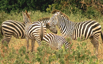 Zebra in Nairobi national park